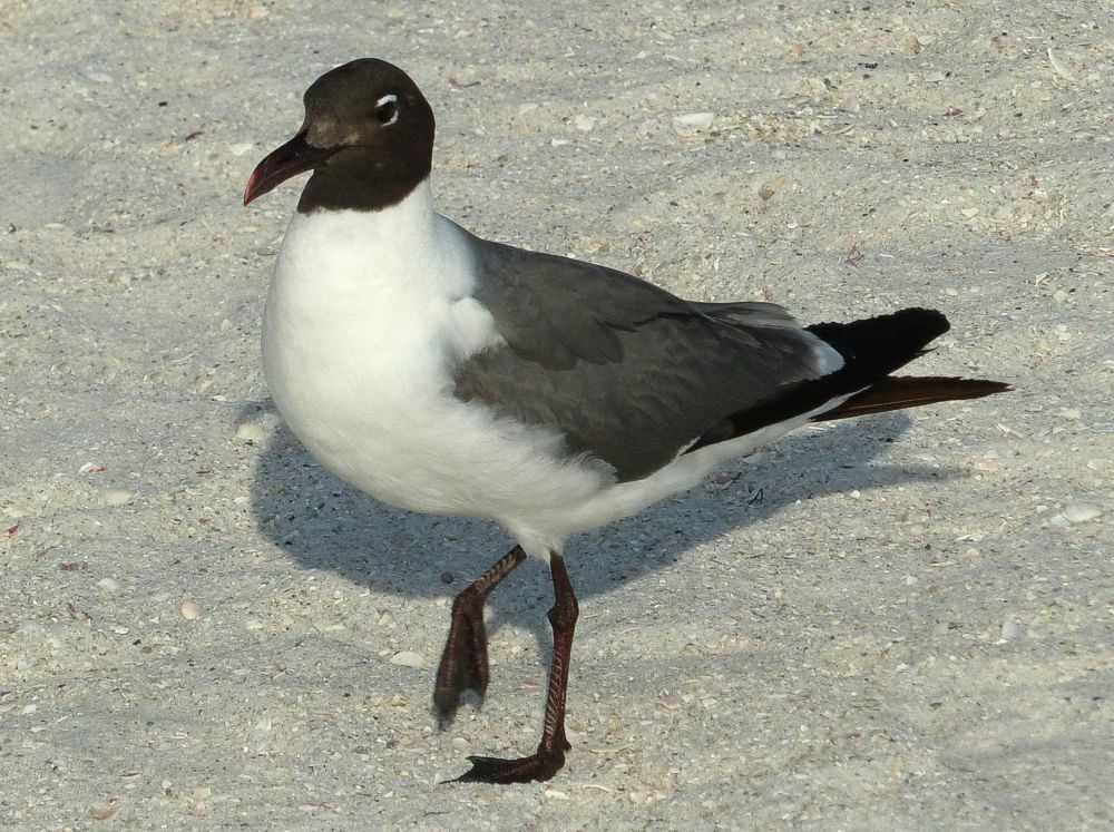 Click to See Next Image